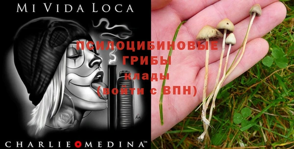 сатива Заводоуковск