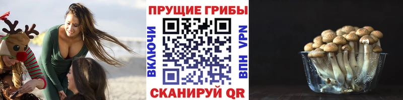 Купить  Можайск  Псилоцибиновые грибы Psilocybine cubensis 